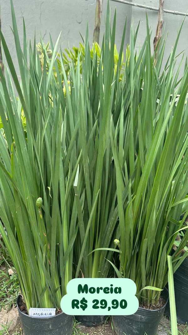 MOREIA