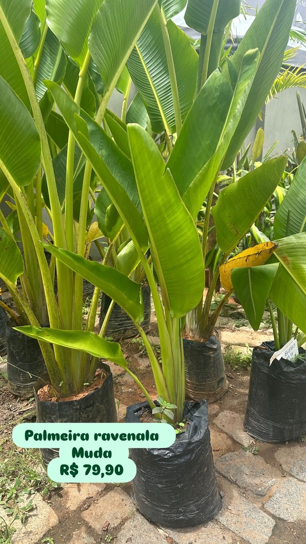 MUDA PALMEIRA RAVENALA P
