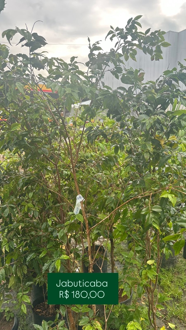 OPÇÃO DE FRUTIFERA  -  JABUTICABA