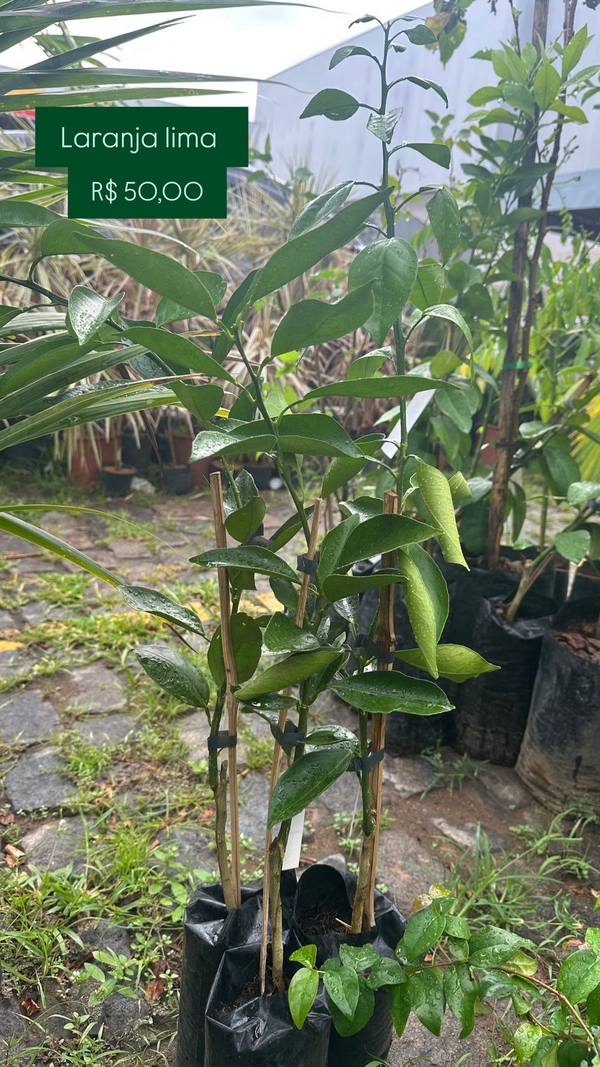 OPÇÃO DE FRUTIFERA  -  LARANJA LIMA
