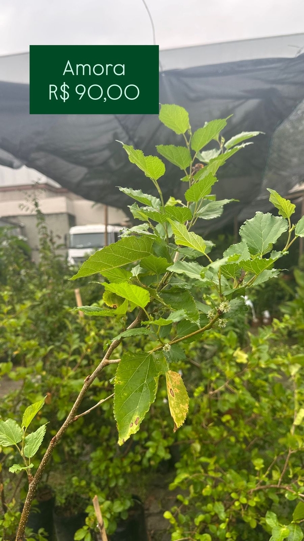 OPÇÃO DE FRUTIFERAS  -       - AMORA