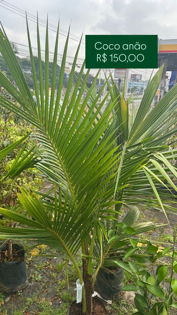 OPÇÃO DE FRUTIFERAS  -    -COCO ANÃO