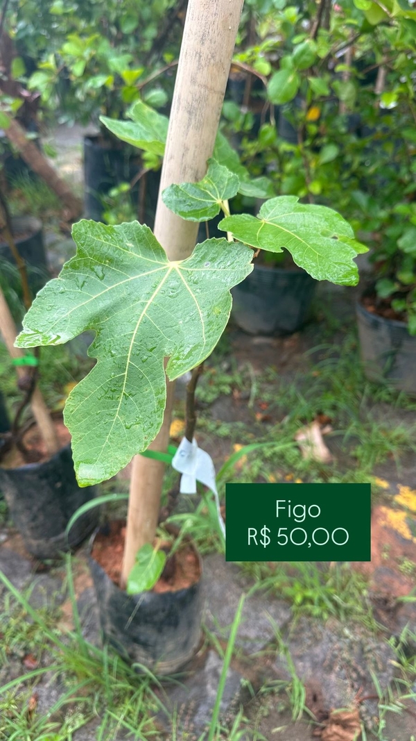 OPÇÃO DE FRUTIFERAS  -    - FIGO