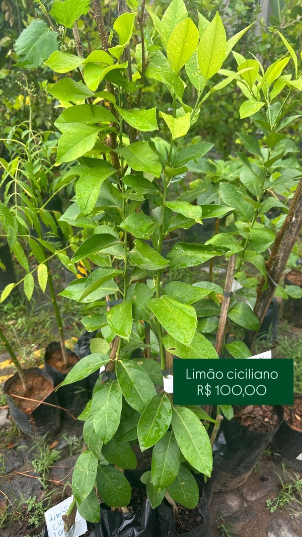 OPÇÃO DE FRUTIFERAS  -  LIMÃO CICILIANO
