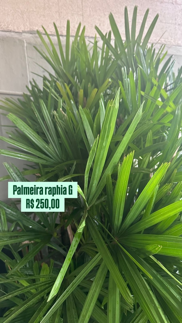 Palmeira Raphia
