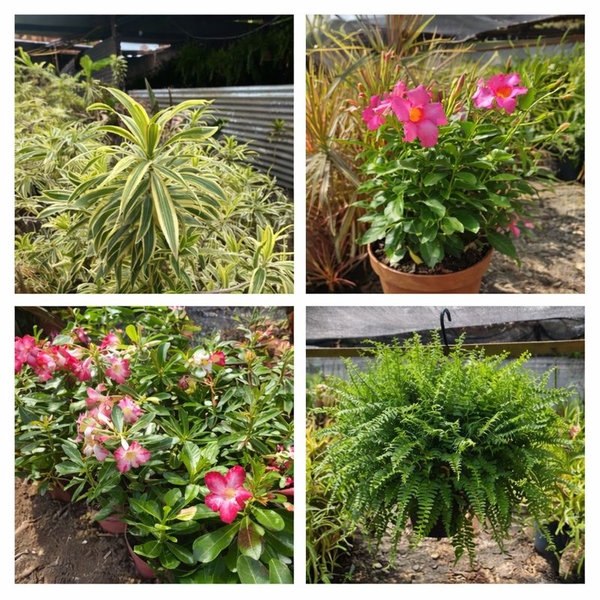 Plantas Em Promoção