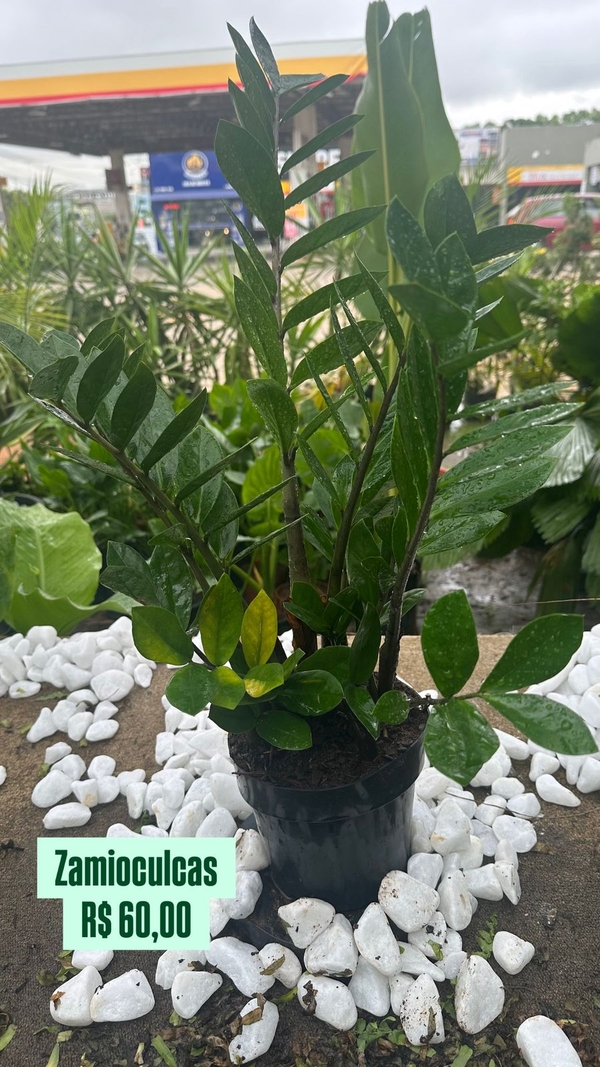 Zamioculcas